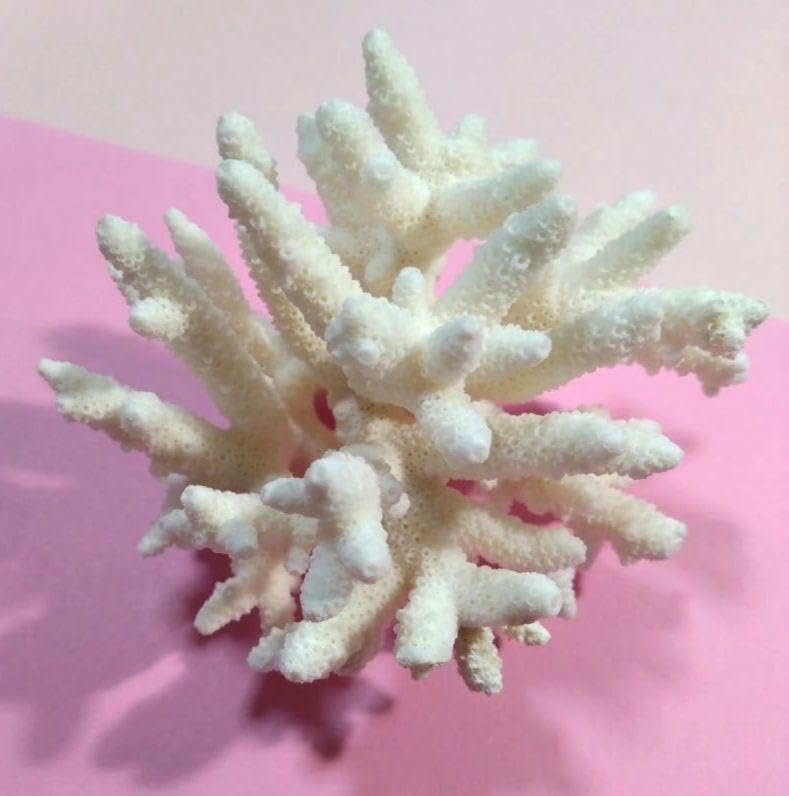 素敵★ 珊瑚礁　珊瑚　貝殻　アロマストーン　白化珊瑚　置物　白珊瑚　標本　⑨ 可愛い♪珊瑚礁 珊瑚 貝殻 アロマストーン アロマオイル 置物 白