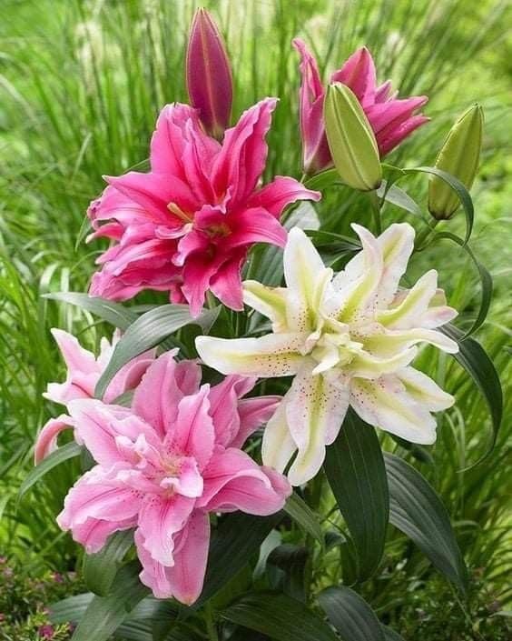 SVG® Double Oriental Lily Flower Bulbs for Home and Gardening, pack of 5 Bulbs (TRICOLOR)