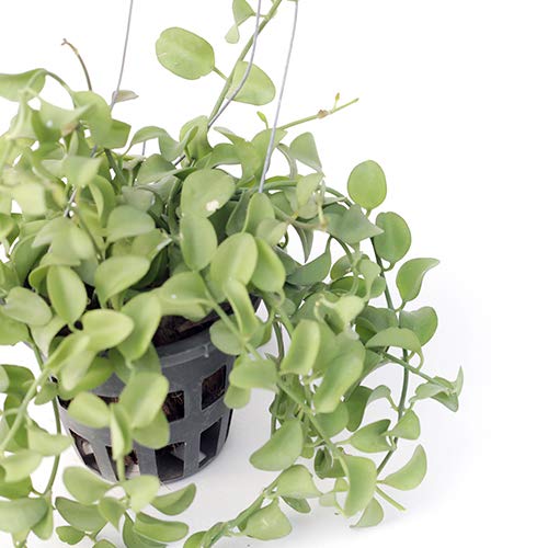 BANRUJJEDER ORCHID BAGAN PRIVATE LIMITED Orchid Wala Dischidia Oiantha - Strings Houseplants Hanging Live Plant (B08Q8T1FJC) Amazon Price History, Amazon Price Tracker