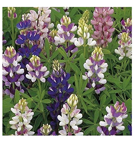 PREMIER SEEDS DIRECT - Lupin - Pixie Delight Mixed - 95 Flow