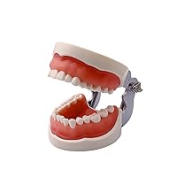Vista 16 de TM-021 Modelo de Dientes Tipodonto Dental Completamente Desmontable Herramientas de Estudio y Enseñanza Tipodonto Anatomía Articulada de Dientes