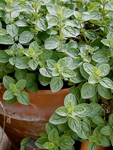 Floriculture Greens Herb seeds organic oregano seeds pack (B07MPR1HVG) Amazon Price History, Amazon Price Tracker
