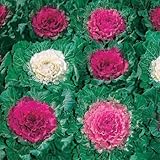 Ornamental Cabbage- 25 Seeds