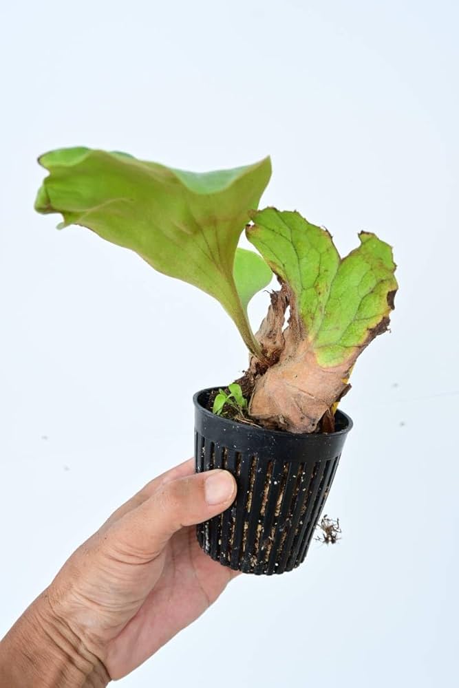 P.elephantotis mutant @bikamori.com ビカクシダ