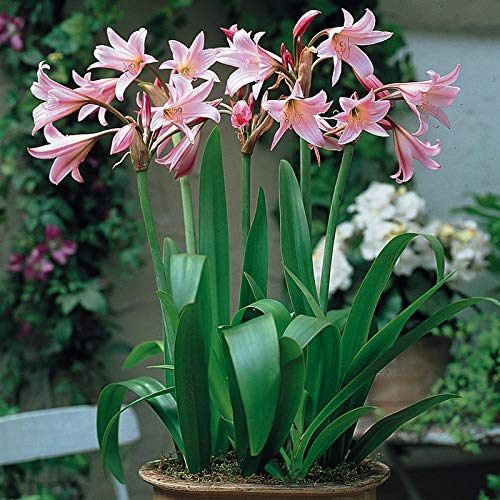 See full amazon price history chart for Floriculture Greens IMP. Crinum Lily | Spider Lily | Grand Crinum Lily Flower Bulbs Home Outdoor Flowering Gardening Bulbs Blooming planting (Pack of 1 Cheers Crinum Lily) Floriculture Greens IMP. Crinum Lily | Spider Lily | Grand Crinum Lily Flower Bulbs Home Outdoor Flowering Gardening Bulbs Blooming planting (Pack of 1 Cheers Crinum Lily) (B08ZNPSMD1) Amazon Price History, Amazon Price Tracker