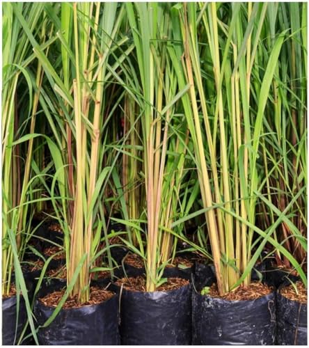 Image of Live Lemongrass Plant with Pot | Fresh Herbal Grass for Home Garden & Kitchen Use | Medicinal Plant for Natural Remedies, Tea & Cooking | Indoor Outdoor Gardening | Pack of 1