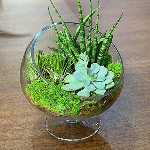 image for WGVI WGV Slant Cut Bowl Glass Vase with Stand, Width 6.5