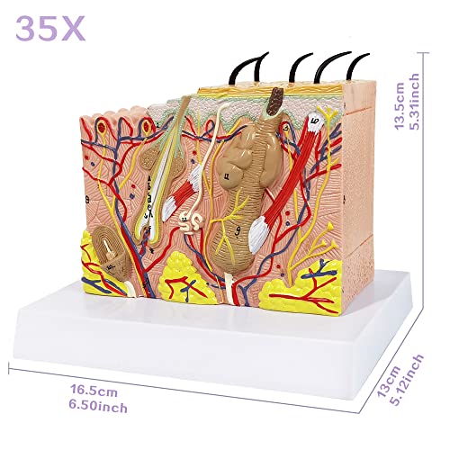 Image of Human Anatomy Skin Model, 35X, with Hair, with Teaching Manual | Benilev Skin Anatomy Model, Suitable For Anatomy Study, Education And Teaching Demonstration, Ideal For Medical Students