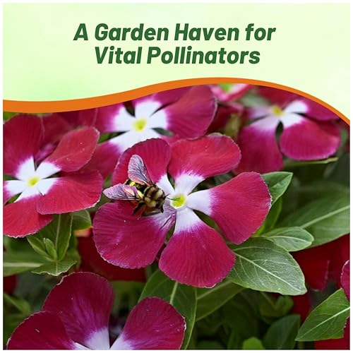 Outsidepride Burgundy Periwinkle Seeds for Planting – 50 Pcs Annual, Fast-Blooming, Heat & Drought Tolerant Vinca Flower Seeds with Vibrant Colors Ideal for Gardens, Beds, Borders & Containers - Thumbnail 6
