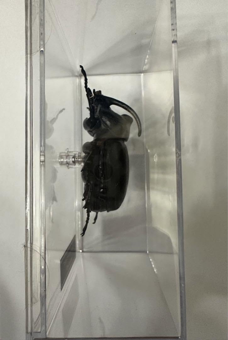 Amazon.co.jp: 世界の昆虫シリーズギガスサイカブト : おもちゃ