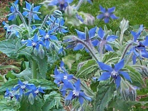 HERB Borage 1300 Finest Seeds