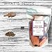 Tolosa Pointe Red Oak Wood Chips, Chunks, and Pellets 15 Oz Natural Santa Maria Valley Red Oak - for Smoking, Grilling, Tri-Tip, Steaks, Ribs, Chicken (Pack of 1)