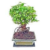 Bonsai Sageretia theezans – 7 Jahre, 30-35 cm | Pflegeleichte Zimmerpflanze mit 15 cm Keramiktopf und Untersetzer | florapartner
