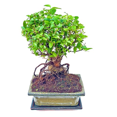 Bonsai Sageretia theezans – 7 Jahre, 30-35 cm | Pflegeleichte Zimmerpflanze mit 15 cm Keramiktopf und Untersetzer | florapartner