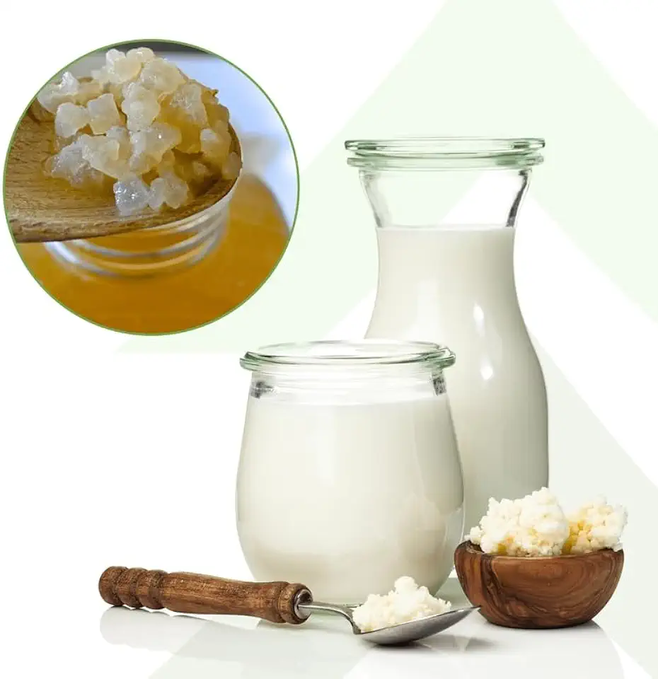Kit Kefir de Leite + Kefir de Agua + Iogurte Infinito Probioticos Mudas Grãos Com Assessoria
