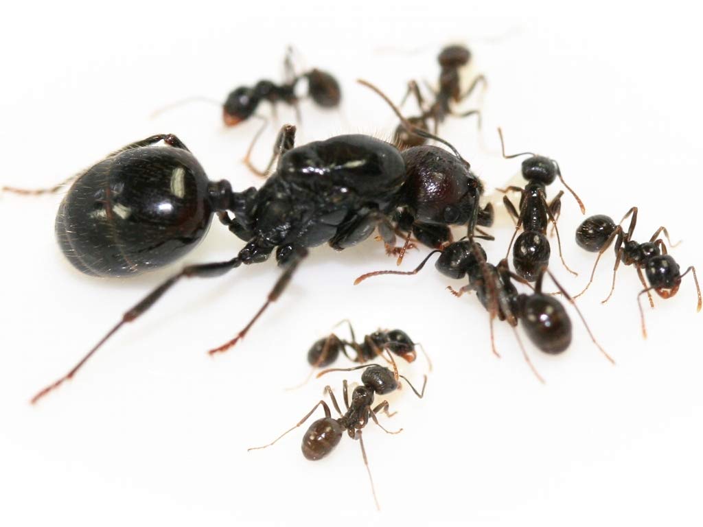 Messor Barbarus Harvestor Ant Colony Best Ants UK (Queen with 20-30 workers)