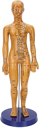 Miniatura 1 de Modelo de acupuntura, modelo de cuerpo humano masculino femenino modelo de meridiano de color cobre modelo de cuerpo humano (F1)