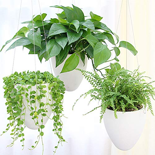 Stainless Steel Hanging Planters