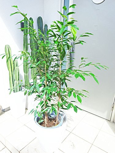 ベンジャミンヌダ10号（170センチ）※引越しのため5月中旬までの掲載