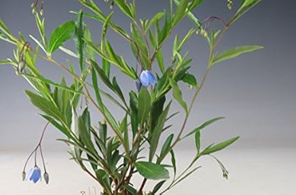 Amazon 盆栽 花芽付き オーストラリアンブルーベル ソリア 鉢植え 夏開花中 観葉植物 オンライン通販 Amazon 盆栽 花芽付き オーストラリアンブルーベル ソリア 鉢植え 夏開花中 観葉植物 オンライン通販