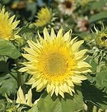 Starbust Limone Aura Girasole F1 Hybrid 25 semi