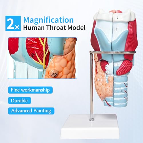 Menschlichen kehlkopf Anatomie 3d Modell, 2x Kehle Modell Zerlegbar 5 Teilig mit Anatomischen Markierungen & PVC Basis für Medizinische Physiologie Studie Lehr (Kehlkopf Modell)