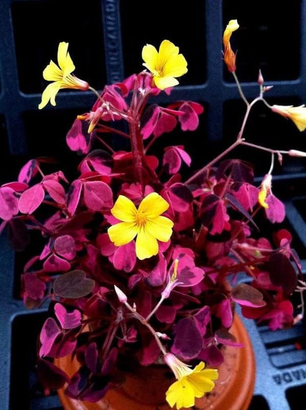 Oxalis Iron Cross Imported and Hybrid Flower Bulbs Multi-Colour Pack of 2 Bulb