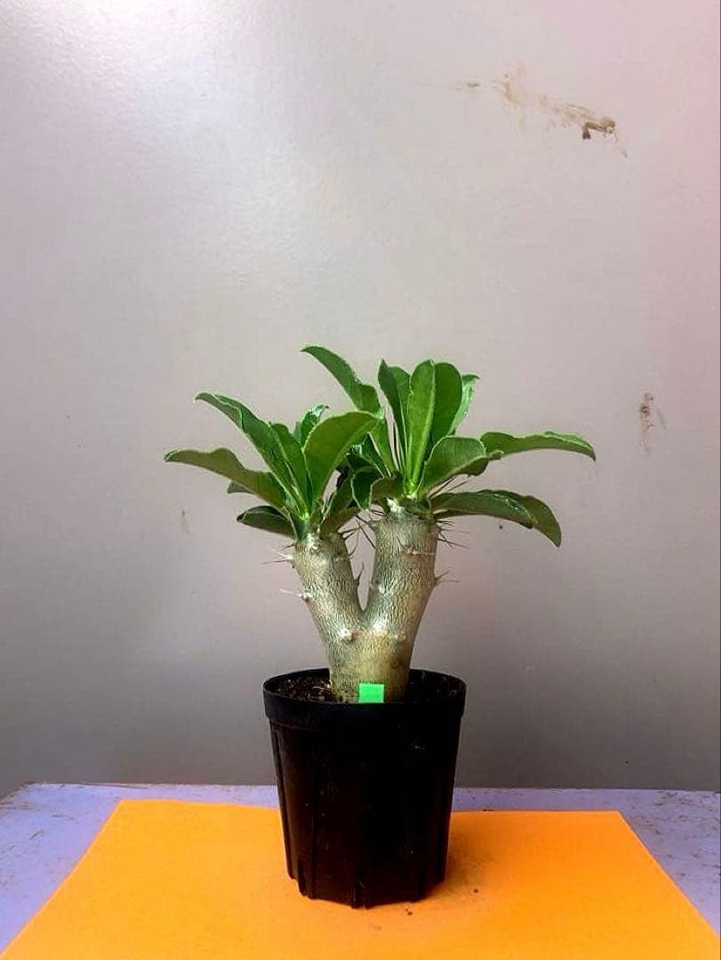 Amazon｜2号G白馬城 パキポディウム サンデルシー｜観葉植物