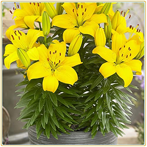 BULBI DI GIGLIO/Giglio orientale/alto tasso di sopravvivenza/mazzi ornamentali/ 3 bulbi-3bulbi