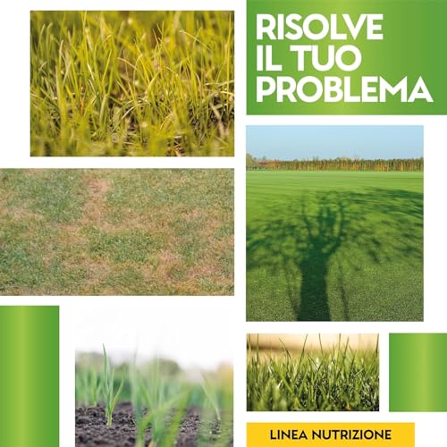 Albagarden - Semi Prato Universale Resistente - 40M² - Per Zone Ombreggiate E Soleggiate - Sementi Erba Per Tappeti Erbosi Inverno Estate - Calpestabile - Rapida Crescita Per Ogni Tipo Di Terreno - 4