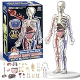 ZAIREG Clear Human Body Structure Model - Max 43-Piece Set, Removable Organs Bones & Transparent, DIY Assembled Human Torso Organ Model, 3D Human Body Skeleton Model for Anatomy (Full Organ Set)