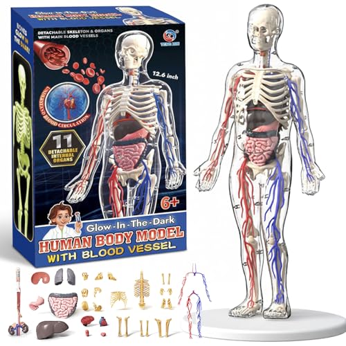 ZAIREG Clear Human Body Structure Model - Max 43-Piece Set,