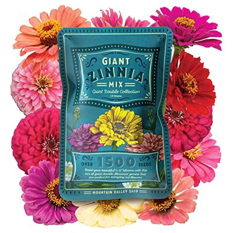 Zinnia Seeds for Planting Outdoors - ~1,500 California Giant Mix Zinnia Seeds - Beautiful 4' Tall Wildflower Blossoms - Zinnia elegans Pollinator Seed Mix - Bright, Cheerful Annual Flower Seed Packets Cover