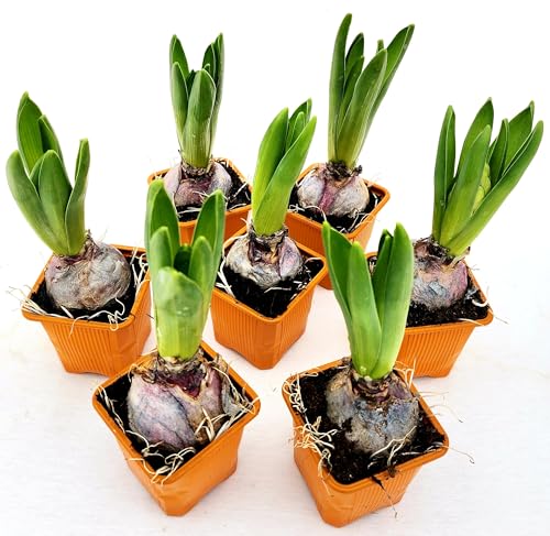 POWERS TO FLOWERS - SET 7 BULBI GIACINTO PROFUMATO ARANCIONE, piante vere