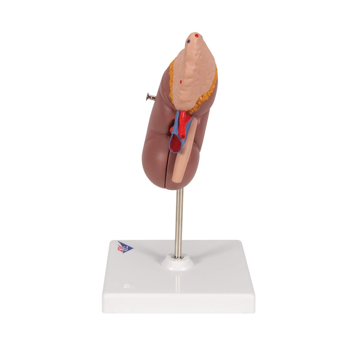 3B Scientific Menschliche Anatomie - Nierenmodell mit Nebenniere + kostenlose Anatomie App - 3B Smart Anatomy, K12