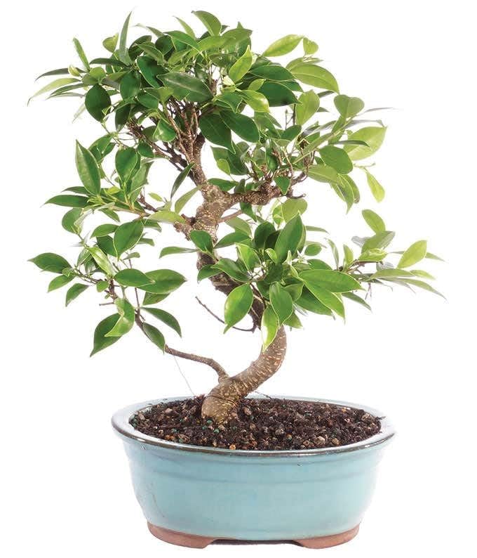 Ficus Ginseng Bonsai Live Indoor Air Purifying Dwarf Plant cj6 | Easy Care, Home & Office Decor, Desk & Table Display, Lucky Plant, Pack of 1-image-1