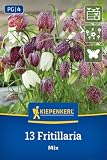 Kiepenkerl Schachbrettblumen Mischung 2775057 Blumenzwiebeln, Frühlingsblüher, Schachbrettblumen-Mischung, winterhart, mehrjährig, nützlingsfreundlich, für Kübel und Kästen