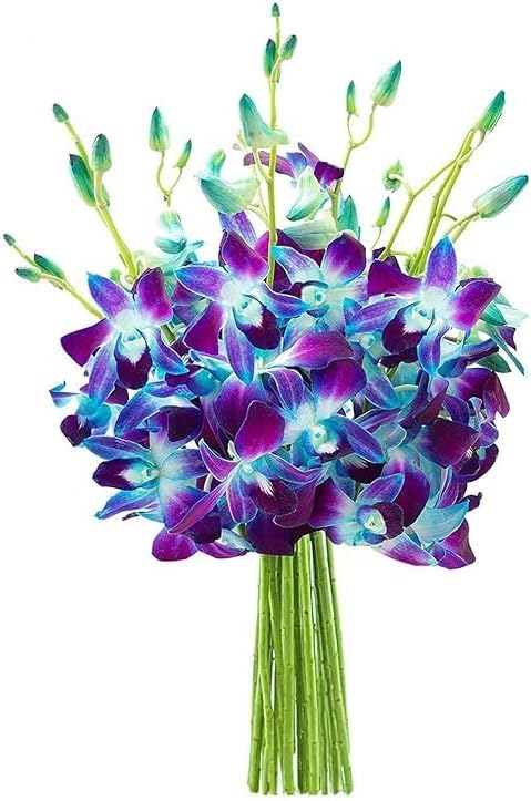 Image of KaBloom-10 Blue Orchid Bouquet,Flowers for Valentine, Mother's Day