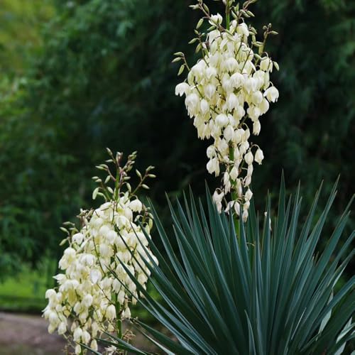 semi di yucca da giardino - giglio di palma, arbusti per il giardino decorazione esterni roccioso resistenti biologici rare amici 25pcs
