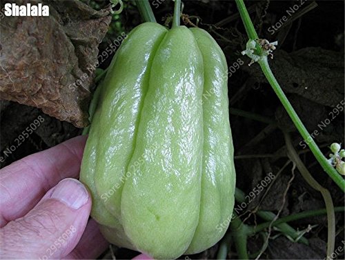 30 pcs/Bag Bonsai Chayote Seeds Outdoor Non-GMO Succulent Pumpkin Fruit Vegetables Bonsai seedted seed for Flower seed seeders - Afbeelding 4