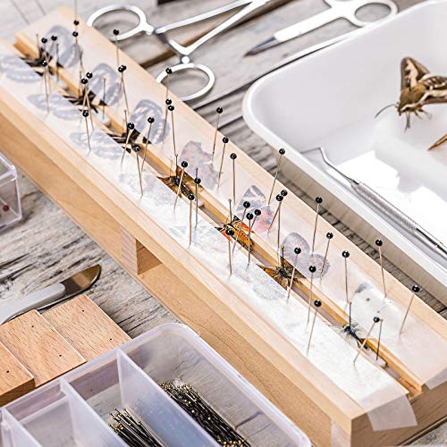 Image of WILLBOND 300 Pieces Stainless Steel Insect Pins Kit Specimen,3 Sizes | Entomology Pins for Butterfly Collections Insect Display Variety Pack for School Specimen Preparation Pin Collector