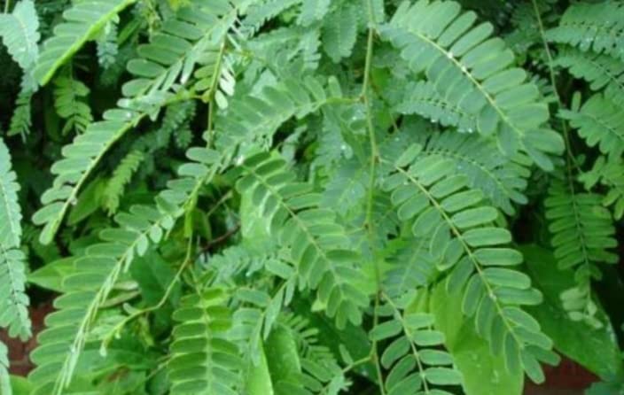 Minnal Traders/Fresh Tamarind Leaves- Tamarind Leaf - 50 Grams (B0B4DRWYCY) Amazon Price History, Amazon Price Tracker
