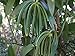 8oz Madagascar Organic Vanilla Beans Grade A. Certified USDA Organic. Fresh 6