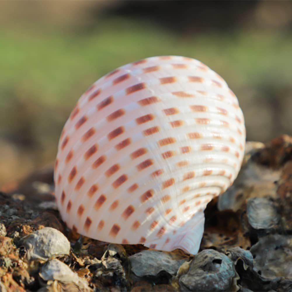 Natural Conch Shell Aquarium Fish Tank Ornament Landscape Sea Snail Craft Adorn - Multi Size Select (12-13CM)