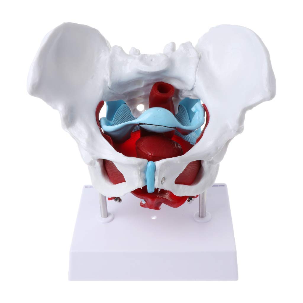 Model miednicy żeńskiej - Medyczny anatomiczny model mięśni i narządów miednicy żeńskiej Macica Jajnik Materiały dydaktyczne Materiały edukacyjne, pomoce dydaktyczne