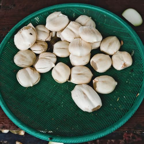 AROY-D - Palmensamen Scheiben in Sirup, (1 X 565 GR)