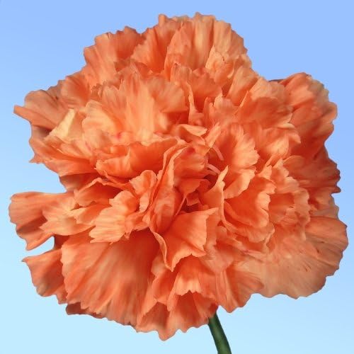 CARNATION-Orange Sherbert "Dianthus caryophyllus" 20+Perennial Seeds
