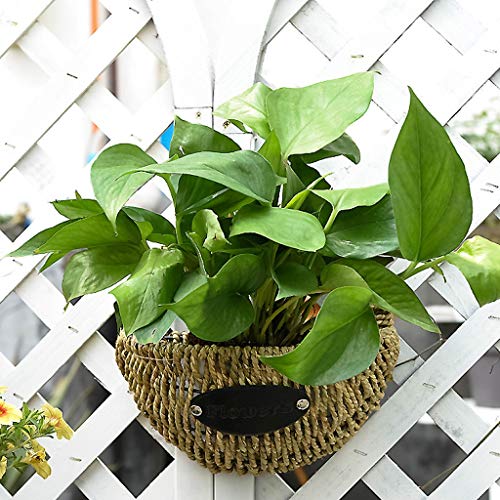 Paniers suspendus tenture pot de fleurs mural 24cm pour maison - 4