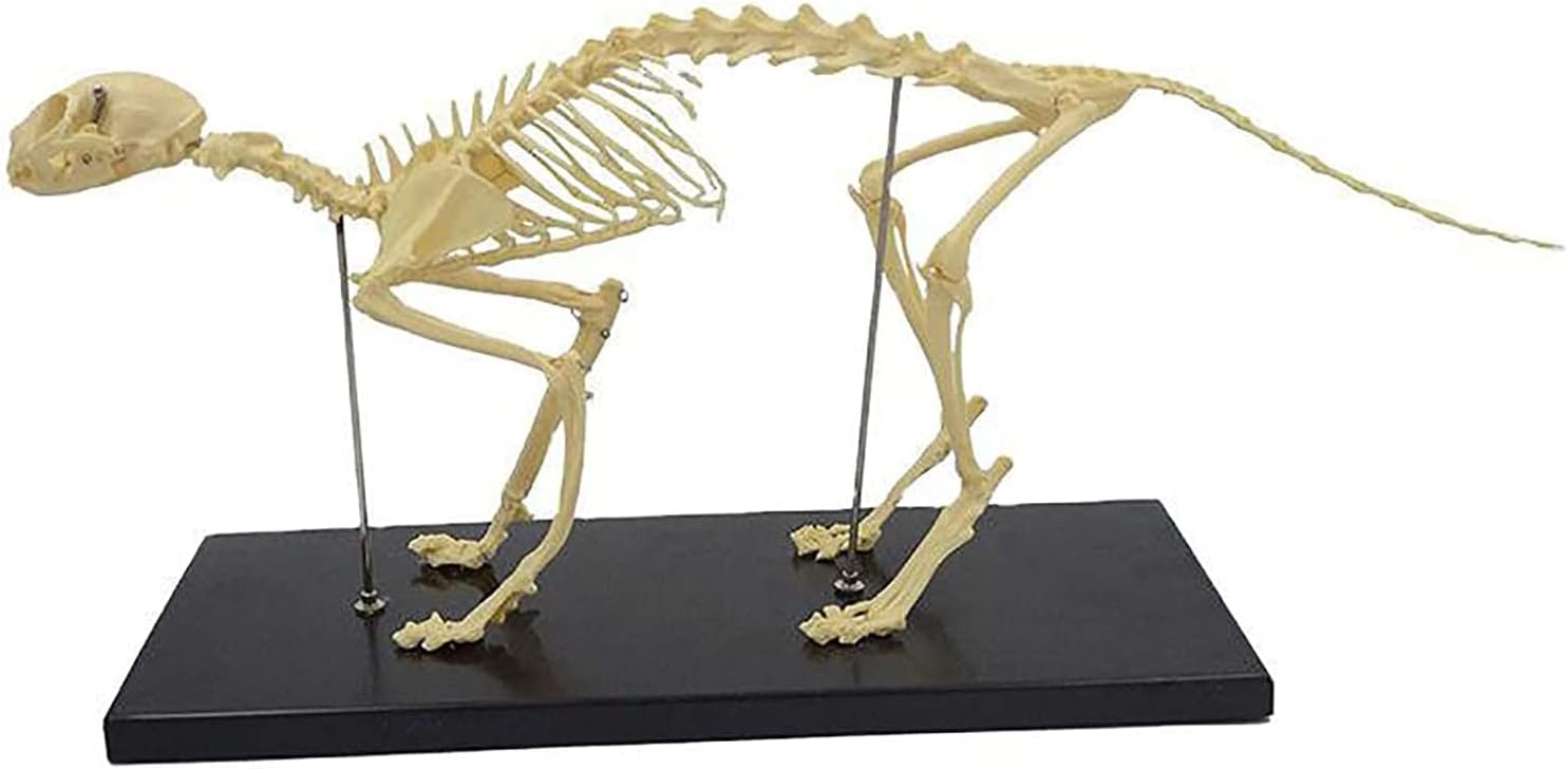 ワニ 頭骨 標本 剥製 Amazon.co.jp: 本物のワニの頭蓋骨標本-動物の骨