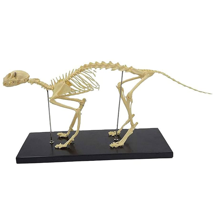 【新品未使用】Elenco 猫の全身骨格模型 ネコ (Felis catus) 全身骨格模型 1/2サイズ その他置物